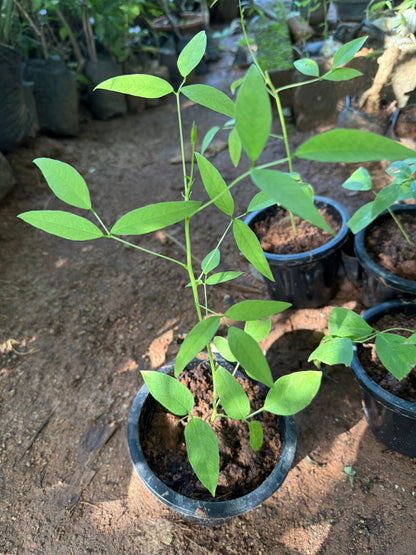 Erythrina crista-galli Rare All Time Flowering Live Plant