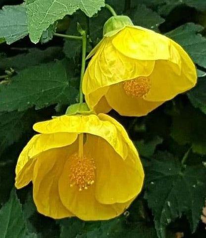 Yellow Lantern Hibiscus Flowering Live Plant
