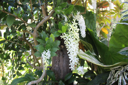 White Petrea Sandpaper Vine Live Plant