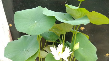 Foreigner White Lotus live plant