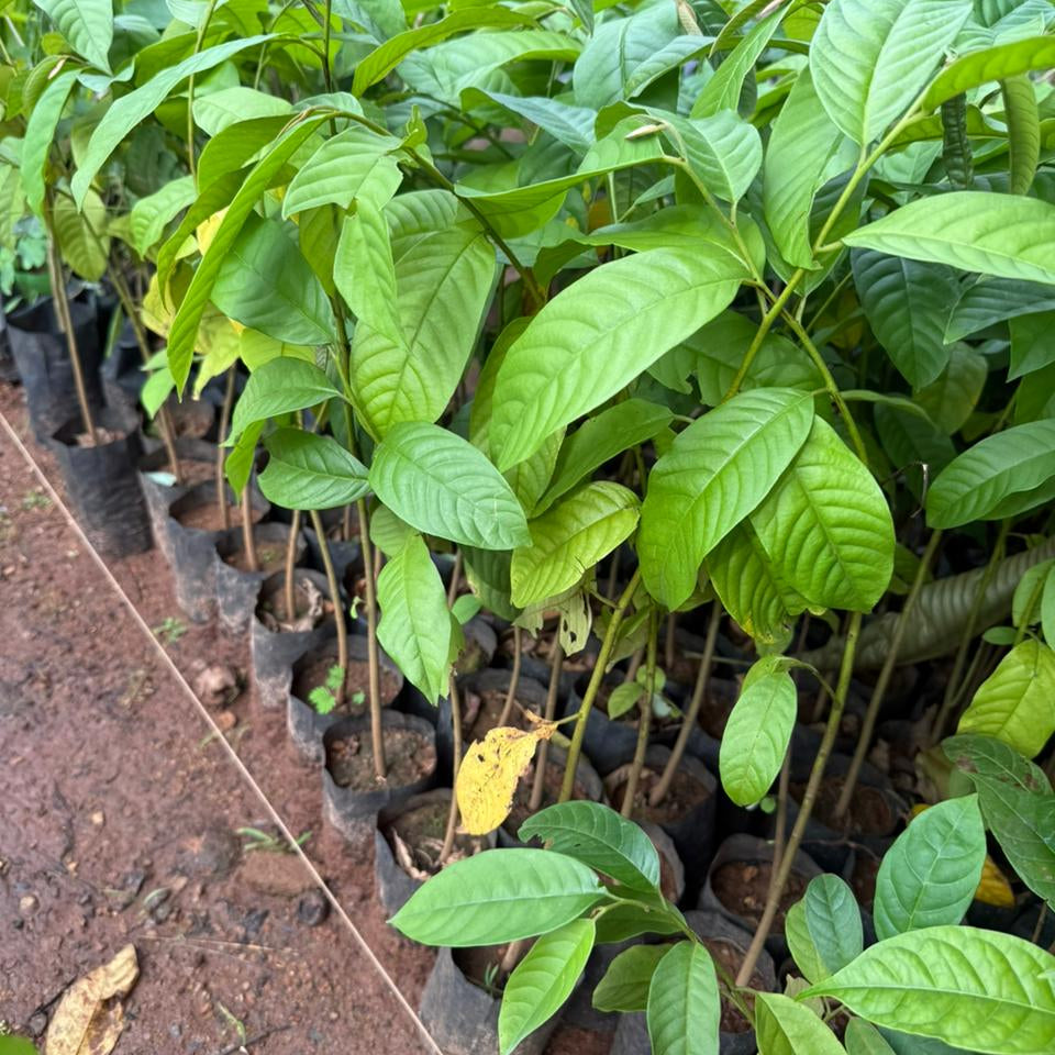 Rollinia (Annona mucosa) Fruit Live Plant