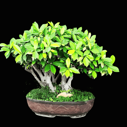 Golden Ficus Panda Bonsai Tree  Live Plant