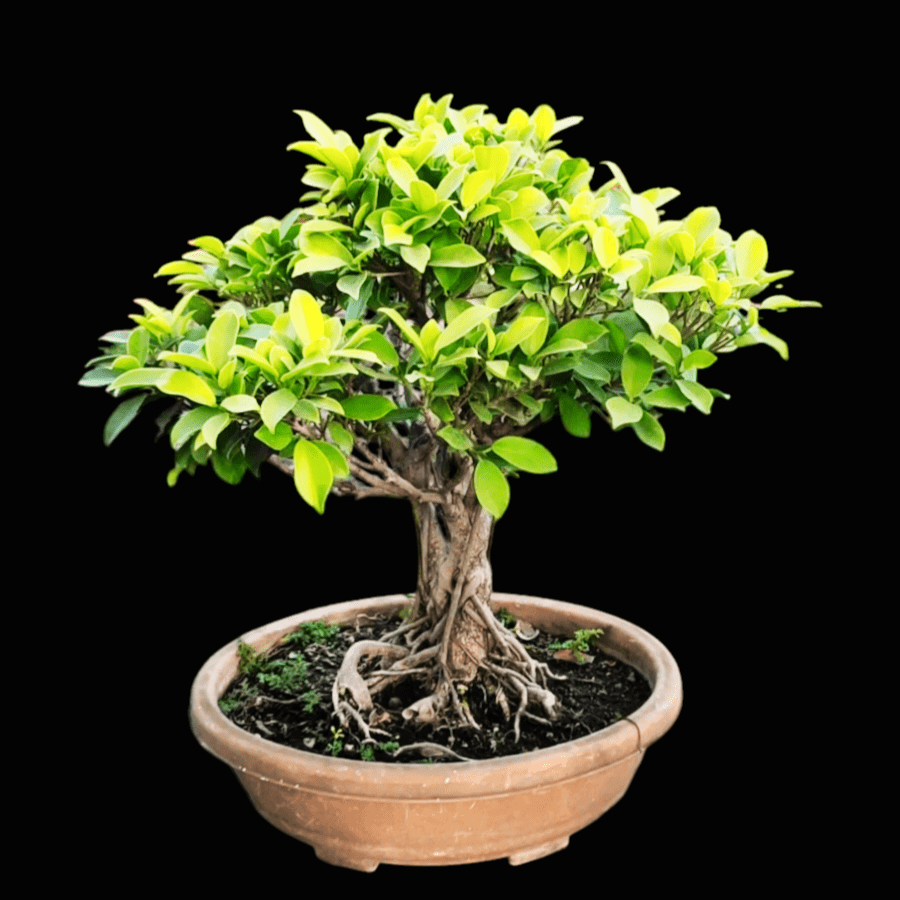Golden Ficus Panda Bonsai Tree  Live Plant