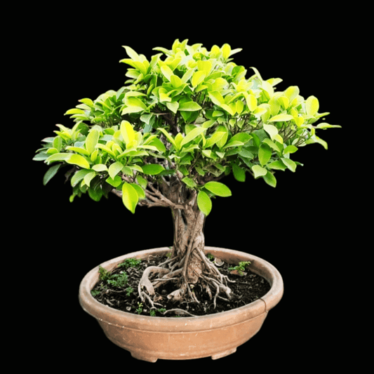 Golden Ficus Panda Bonsai Tree  Live Plant