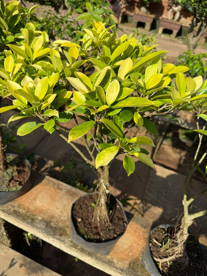 Golden Ficus Panda Bonsai Tree  Live Plant