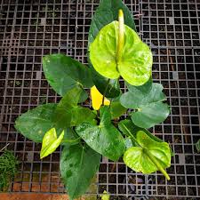 Anthurium Green Indoor/Outdoor Live Plant