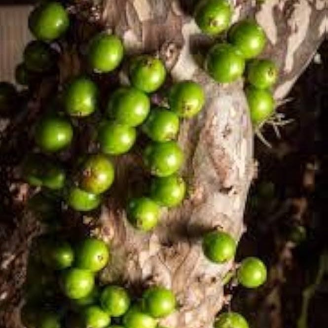 Jaboticaba Green Crystal Fruit  Live Plant
