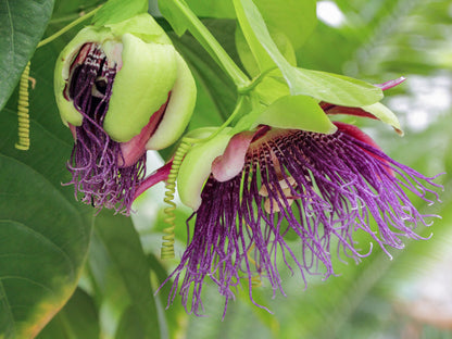 Giant Passion Fruit Flowering Plant