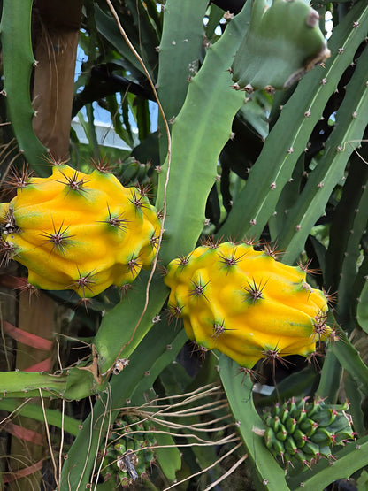 Dragon Fruit Giant Palora Sweet Variety Rooted Plant