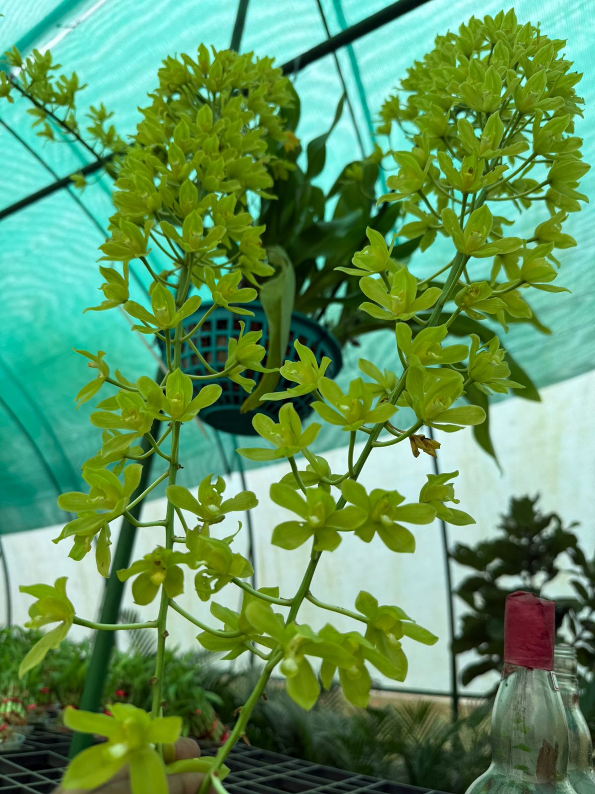 Grammatophyllum scriptum var. citrinum Orchid