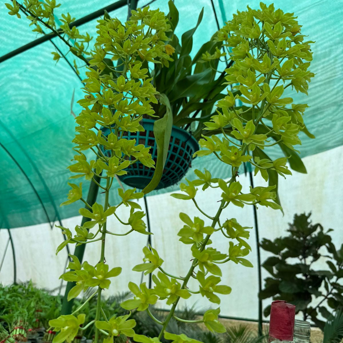 Grammatophyllum scriptum var. citrinum Orchid