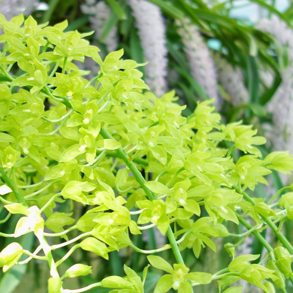 Grammatophyllum scriptum var. citrinum Orchid