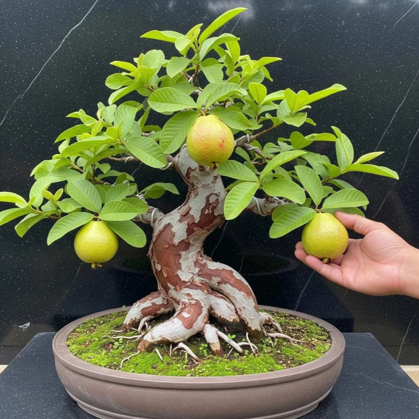 Guava Tree Bonsai Indoor Live Plant