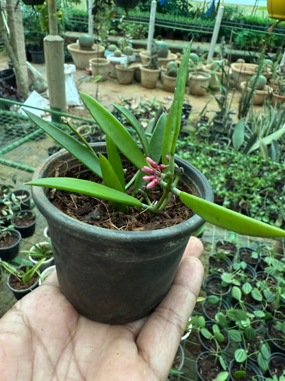 Dischidia Parasitica  All Time Flowering Air Plant