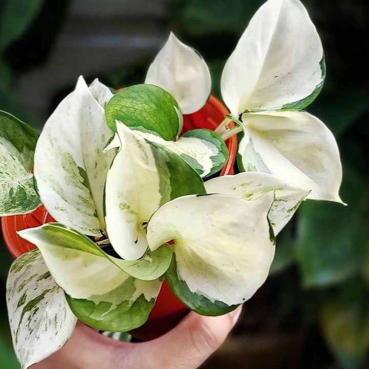 Harlequin Pothos Indoor Live Plant