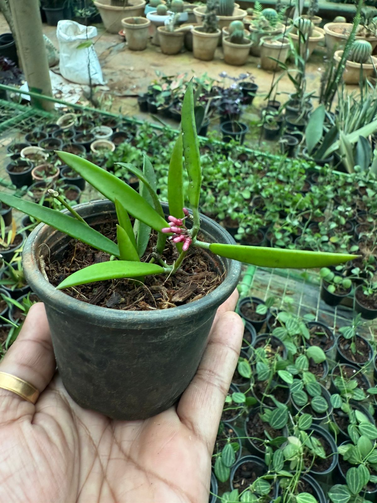 Dischidia Parasitica  All Time Flowering Air Plant