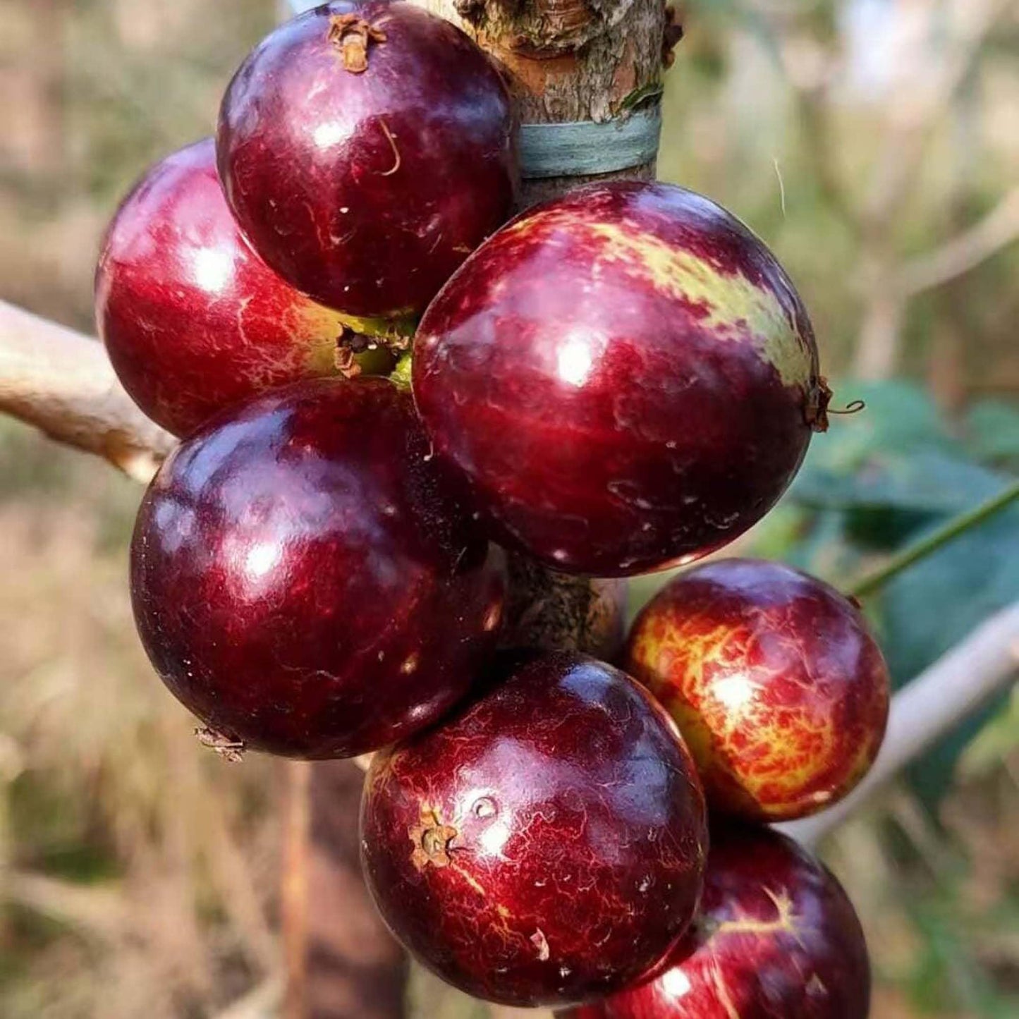 Jaboticaba Escaette Fruit Live Plant