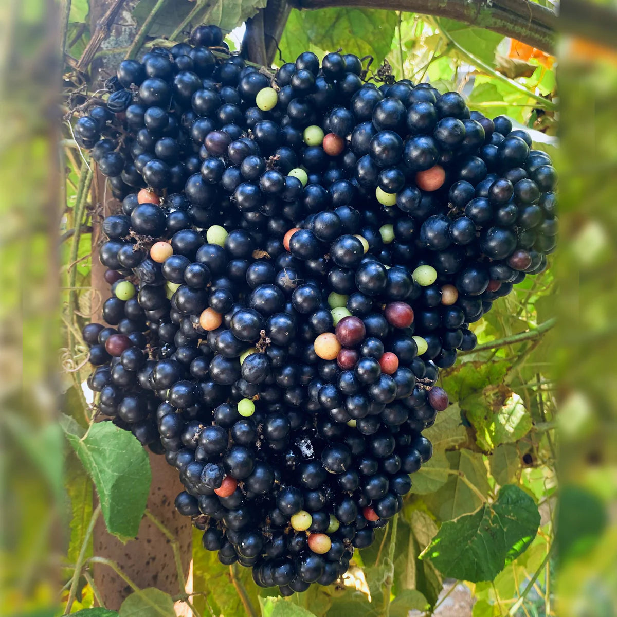 Cambodian Grapes Fruit Live Plant