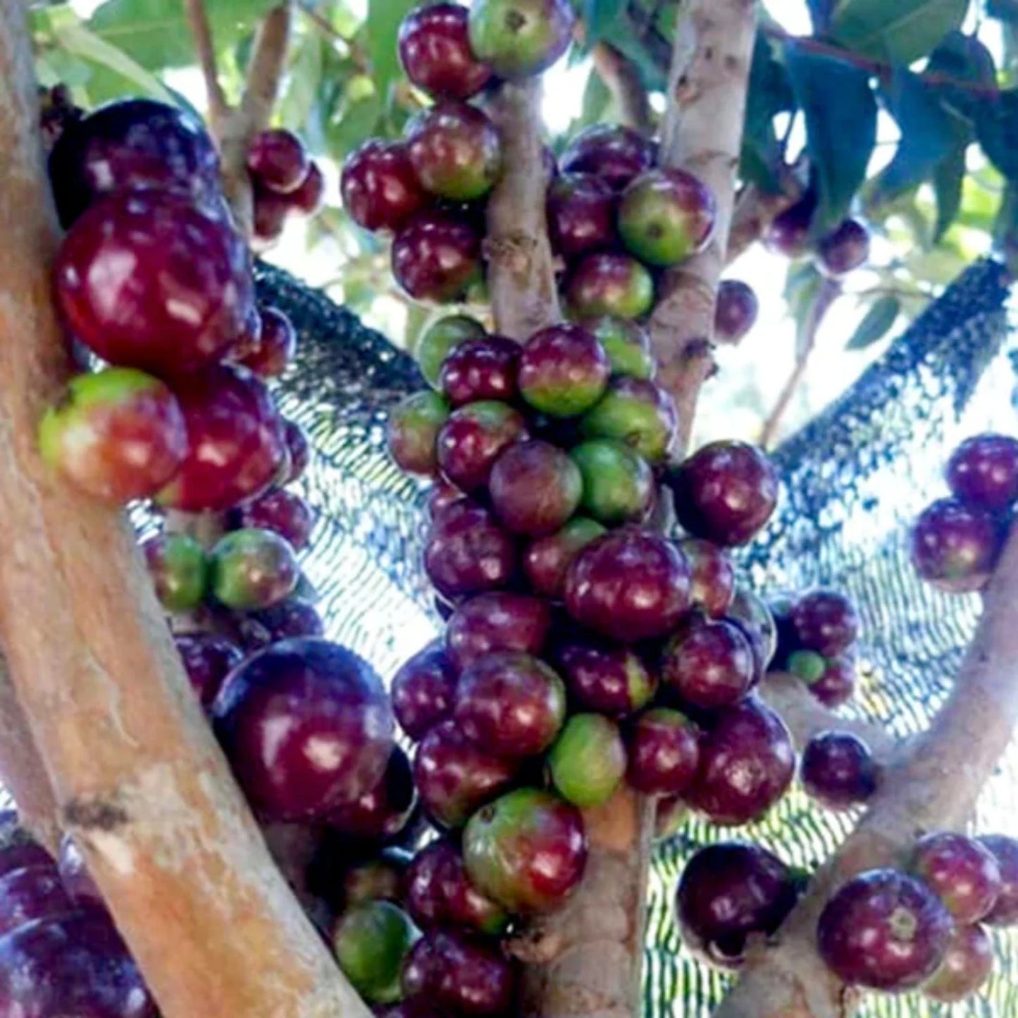 Jaboticaba Escaette Fruit Live Plant