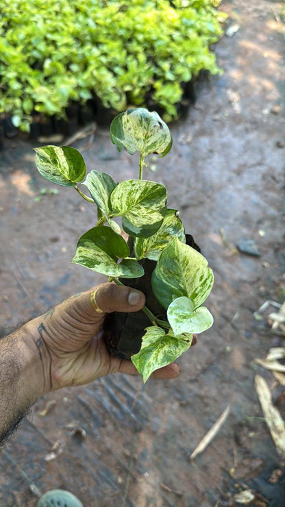 Harlequin Pothos Indoor Live Plant