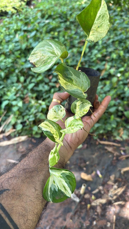 Harlequin Pothos Indoor Live Plant