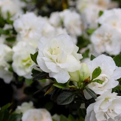 White Azalea Ruffle (Rhododendron) Rare Flowering Live Plant
