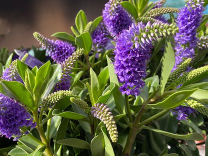 Rare Hebe Speciosa Blue Flowering Live Plant