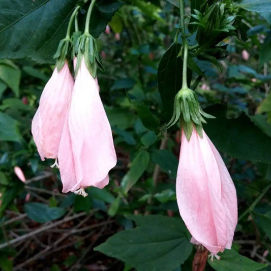 Sleeping Hibiscus Baby Pink Flowering Live Plant