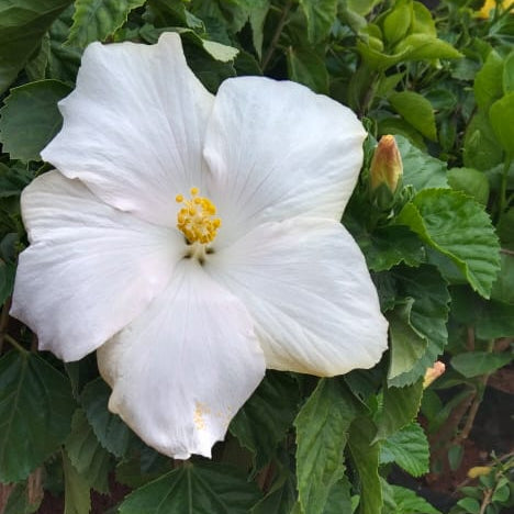 Hibiscus White Hybrid - Flowering Plant