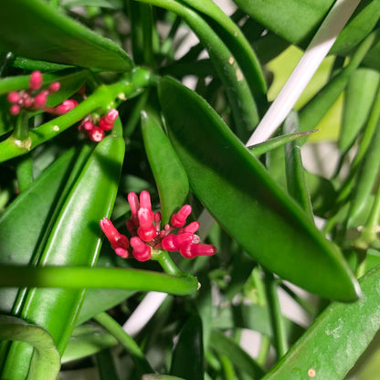 Dischidia Parasitica  All Time Flowering Air Plant