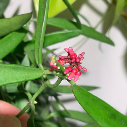 Dischidia Parasitica  All Time Flowering Air Plant