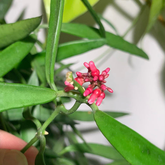 Dischidia Parasitica  All Time Flowering Air Plant