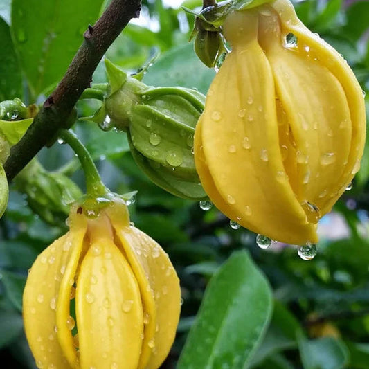 Manoranjitham (Artabotrys hexapetalus) Hari Champa Layered Live Plant