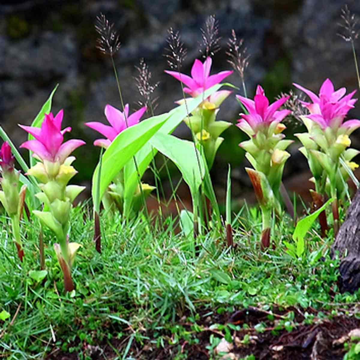 OhhSome Curcuma / Kasthuri Arishina / Kasthuri Manjal Live Plant