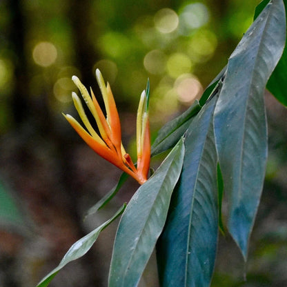 Heliconia Longiflora Flowering Live Plant