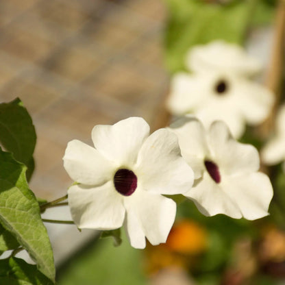 Black Eyed Susan White (Thunbergia alata) Rare Flowering Live Plant