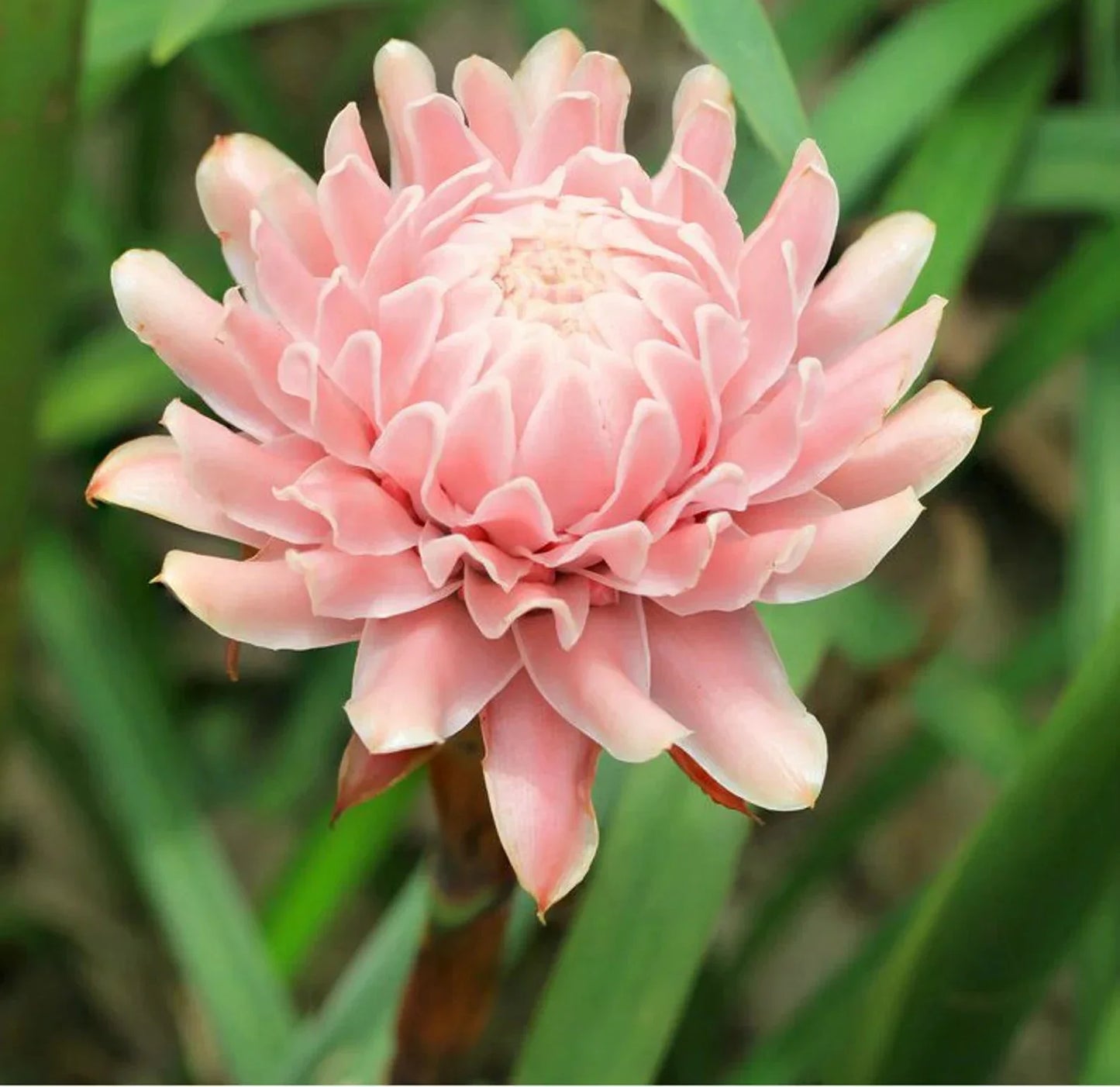 Light Pink Torch Ginger Flowering Plant