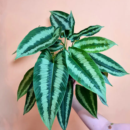 Schismatoglottis wallichii indoor live plant