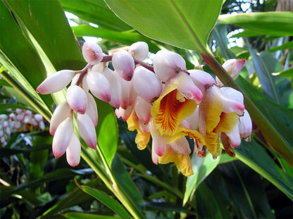 Shell Ginger Flowering Live Plant