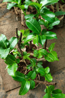 Rubber Vine (Cryptostegia Grandiflora) Grafted Live Plant