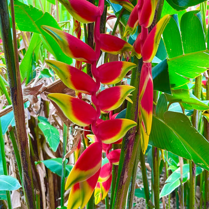 Heliconia Rostrata Flowering Live Plant