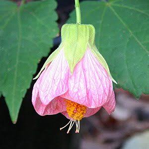 Pink Lantern Hibiscus Flowering Live Plant