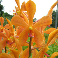Mokara ‘Omyai Orange’ Orchid – Exotic Premium Flowering Live Plant