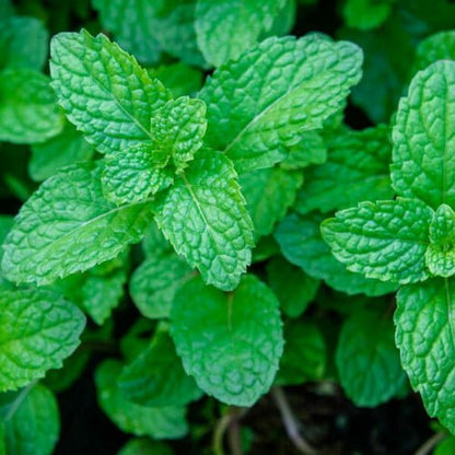 Mint (Pudhina) Live Plant