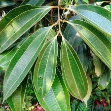 Indian Bay Leaf - Vayana- Aromatic Medicinal Live Plant