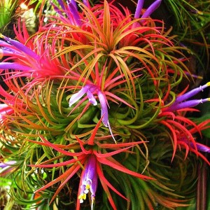 Tillandsia Ionantha Red Blooming Size (Air Plant)