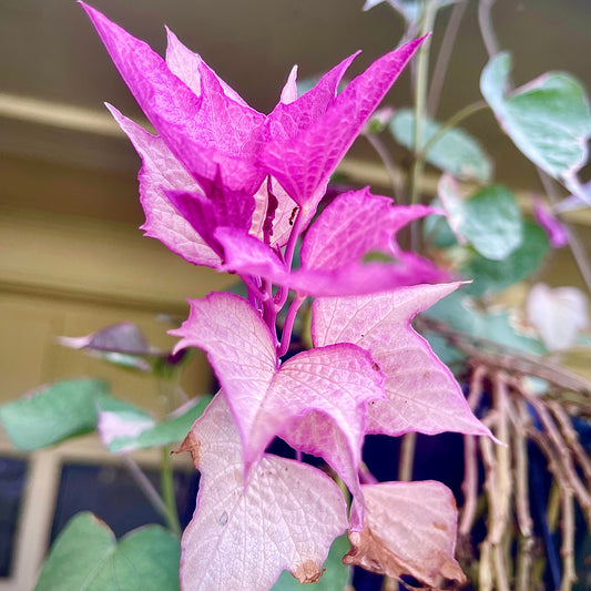 Ipomoea Varigated /Batatas Pink Frost Vine Flowering Live Plant