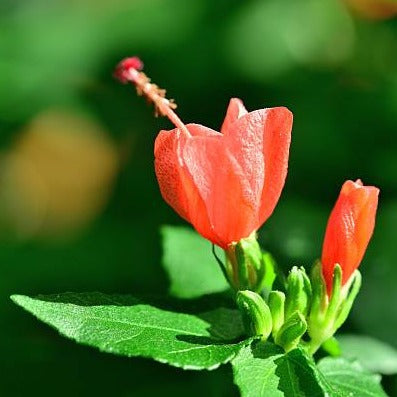 Miniature Sleeping Hibiscus Red (Malvaviscus arboreus) Flowering Live Plant