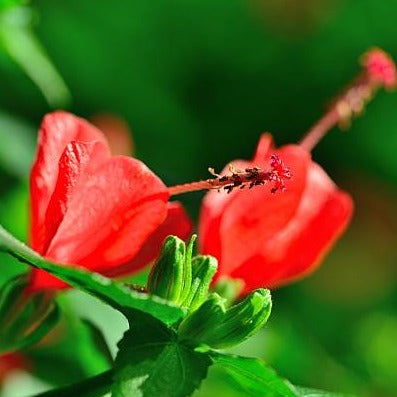 Miniature Sleeping Hibiscus Red (Malvaviscus arboreus) Flowering Live Plant