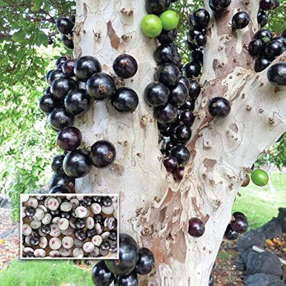 Jaboticaba Sabara Live Fruit Plant